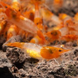 Tangerine Dream Rili Shrimp - High Grade