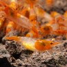 Tangerine Dream Rili Shrimp - High Grade