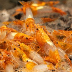 Tangerine Dream Rili Shrimp - High Grade