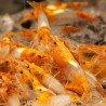 Tangerine Dream Rili Shrimp - High Grade