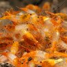 Tangerine Dream Rili Shrimp - High Grade