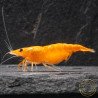 Sunkist Neocaridina Shrimp Cove. freshwater incredible shrimp at great prices in the UK