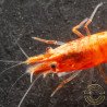 Sunkist Neocaridina Shrimp Cove. freshwater incredible shrimp at great prices in the UK