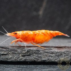 Sunkist Neocaridina Shrimp Cove. freshwater incredible shrimp at great prices in the UK