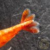 Sunkist Neocaridina Shrimp Cove. freshwater incredible shrimp at great prices in the UK