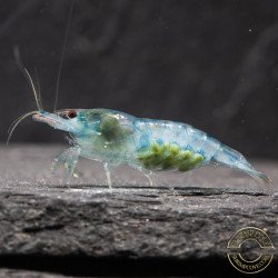 Blue Jelly  Neocaridina Shrimp | Elite Colour Grade | Shrimp Cove®