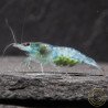 Blue Jelly  Neocaridina Shrimp | Elite Colour Grade | Shrimp Cove®
