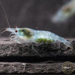 Blue Jelly  Neocaridina Shrimp | Elite Colour Grade | Shrimp Cove®
