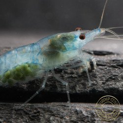 Blue Jelly  Neocaridina Shrimp | Elite Colour Grade | Shrimp Cove®