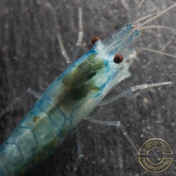 Blue Jelly  Neocaridina Shrimp | Elite Colour Grade | Shrimp Cove®