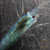 Blue Jelly  Neocaridina Shrimp | Elite Colour Grade | Shrimp Cove®