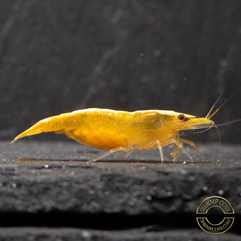 Yellow Golden Back Neocaridina Shrimp Buy Now at Shrimp Cove