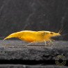 Yellow Golden Back Neocaridina Shrimp Buy Now at Shrimp Cove