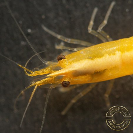 Yellow Golden Back Neocaridina Shrimp Buy Now at Shrimp Cove