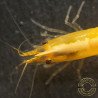 Yellow Golden Back Neocaridina Shrimp Buy Now at Shrimp Cove