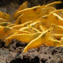 Yellow Golden Back Neocaridina Shrimp Buy Now at Shrimp Cove