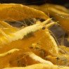 Yellow Golden Back Neocaridina Shrimp Buy Now at Shrimp Cove