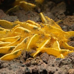 Yellow Golden Back Neocaridina Shrimp Buy Now at Shrimp Cove