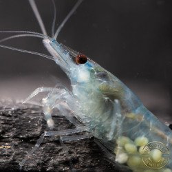 Blue Jelly  Neocaridina Shrimp | Elite Colour Grade | Shrimp Cove®