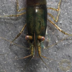 Neocaridina Emerald Green Shrimp High Grade Available here in the UK at Shrimp Cove