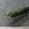 Neocaridina Emerald Green Shrimp High Grade Available here in the UK at Shrimp Cove