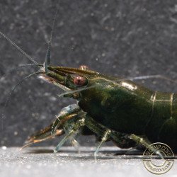 Neocaridina Emerald Green Shrimp High Grade Available here in the UK at Shrimp Cove