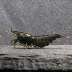 Neocaridina Emerald Green Shrimp High Grade Available here in the UK at Shrimp Cove