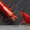 Bloodfire Red Neocaridina Shrimp | Elite Colour Grade | Shrimp Cove®