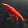 Bloodfire Red Neocaridina Shrimp | Elite Colour Grade | Shrimp Cove®