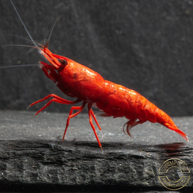 Bloodfire Red Neocaridina Shrimp | Elite Colour Grade | Shrimp Cove®