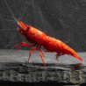 Bloodfire Red Neocaridina Shrimp | Elite Colour Grade | Shrimp Cove®