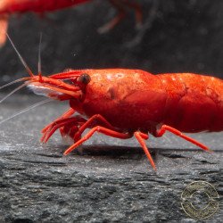 Bloodfire Red Neocaridina Shrimp | Elite Colour Grade | Shrimp Cove®