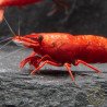 Bloodfire Red Neocaridina Shrimp | Elite Colour Grade | Shrimp Cove®