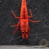 Bloodfire Red Neocaridina Shrimp | Elite Colour Grade | Shrimp Cove®