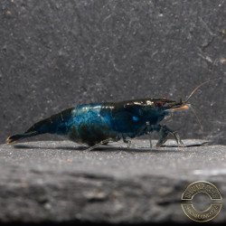 Blue Rili Neocaridina Shrimp | Elite Colour Grade | Shrimp Cove®