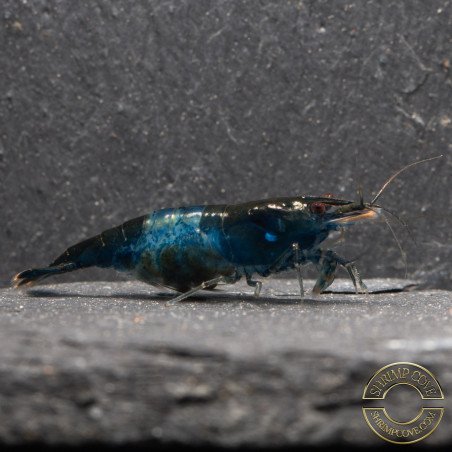 Blue Rili Neocaridina Shrimp | Elite Colour Grade | Shrimp Cove®