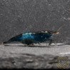 Blue Rili Neocaridina Shrimp | Elite Colour Grade | Shrimp Cove®