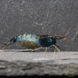 Blue Rili Neocaridina Shrimp | Elite Colour Grade | Shrimp Cove®
