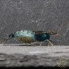 Blue Rili Neocaridina Shrimp | Elite Colour Grade | Shrimp Cove®