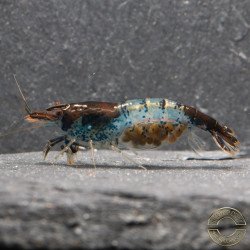 Blue Rili Neocaridina Shrimp | Elite Colour Grade | Shrimp Cove®