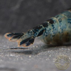 Blue Rili Neocaridina Shrimp | Elite Colour Grade | Shrimp Cove®