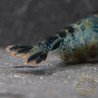 Blue Rili Neocaridina Shrimp | Elite Colour Grade | Shrimp Cove®
