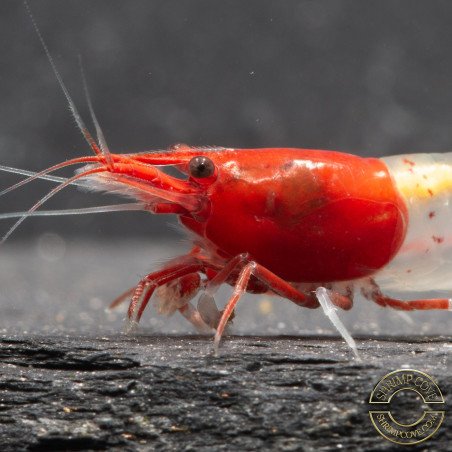 Red Rili Neocaridina Shrimp | Elite Colour Grade | Shrimp Cove®