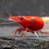 Red Rili Neocaridina Shrimp | Elite Colour Grade | Shrimp Cove®