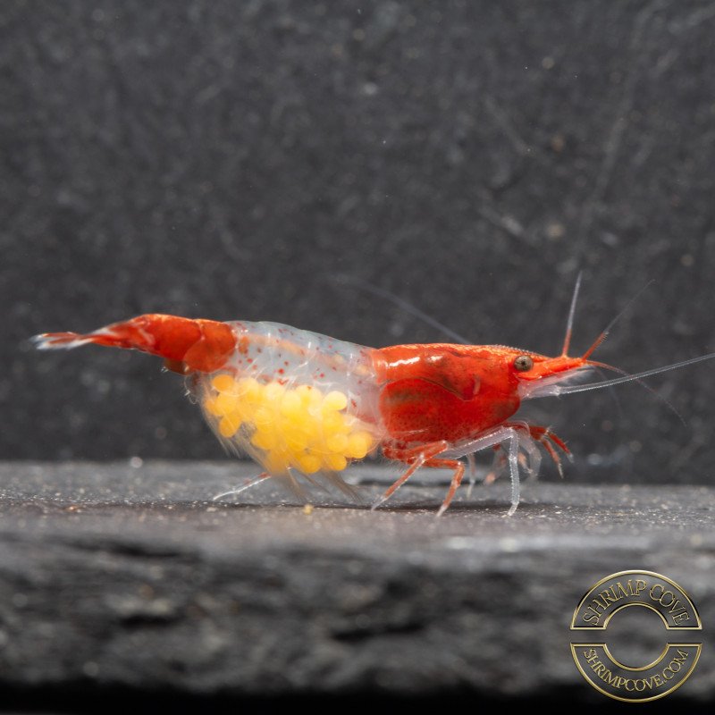 Red Rili Neocaridina Shrimp | Elite Colour Grade | Shrimp Cove®