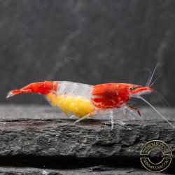 Red Rili Neocaridina Shrimp | Elite Colour Grade | Shrimp Cove®