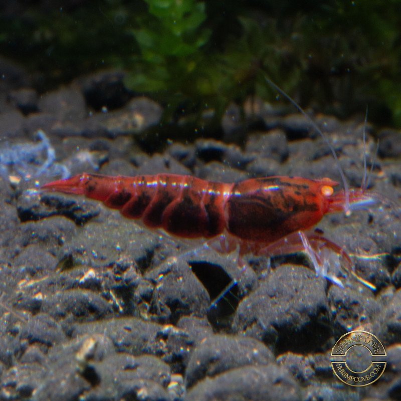 Orange Eye Red Devil Shrimp at Shrimp Cove buy now