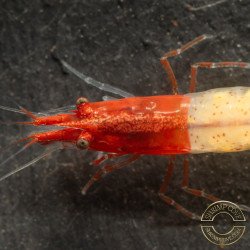 Red Rili Neocaridina Shrimp | Elite Colour Grade | Shrimp Cove®