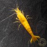 Going for Gold , Golden Neocaridina Shrimp Buy Now at Shrimp Cove