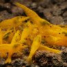 Going for Gold , Golden Neocaridina Shrimp Buy Now at Shrimp Cove